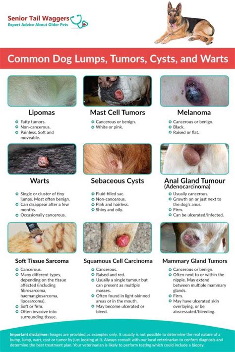 What Does A Skin Tumor Look Like On A Dog