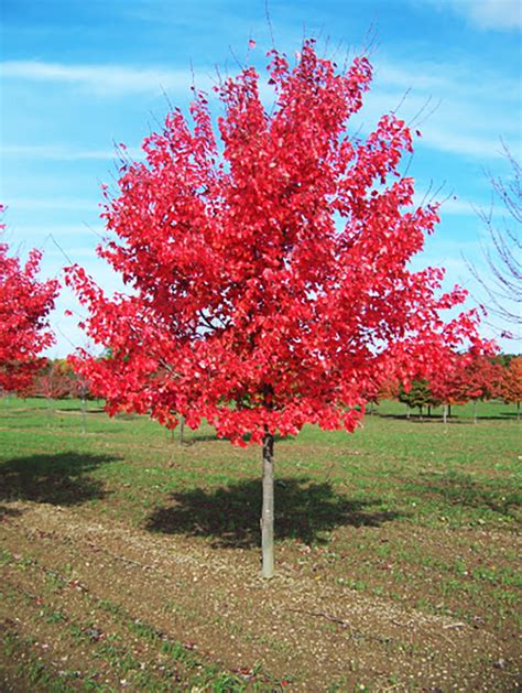 Autumn Radiance Red Maples For Sale Online The Tree Center