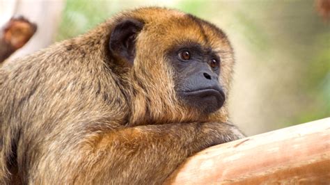 How Do Howler Monkeys Take Care Of Their Babies Peepsburghcom