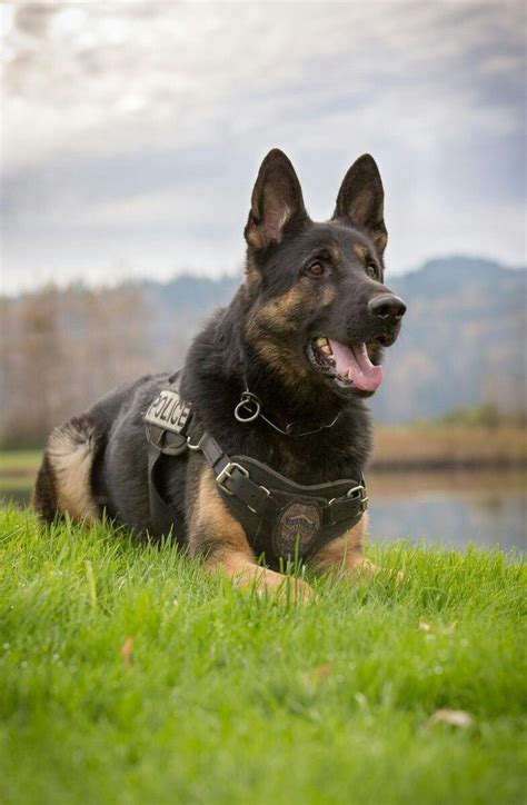 K 9 K9 Dogs Rescue Dogs Dogs And Puppies Military Dogs Police Dogs