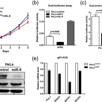 Ectopic Expression Of MiR 9 Suppresses The Activity Of IL 6 Jak STAT3