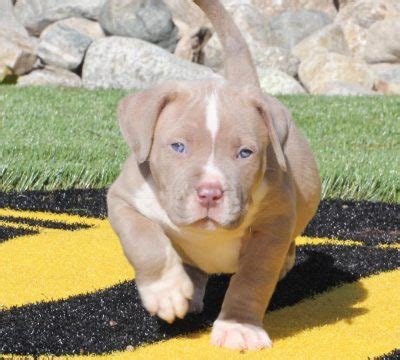 The pitbull maintains a puppyish behavior even into adulthood, and it is this innate vitality that makes the canine a joy to live with. Available American Pitbull Terrier | Premium Pitbull