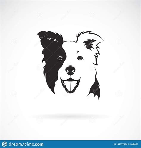Vector Of A Border Collie Dog On White Background Pet Animal Dog
