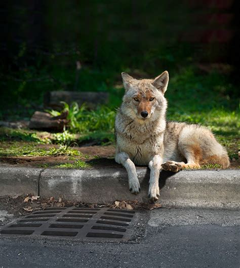 Urban Coyotes Vital Scavengers Tosaconnection