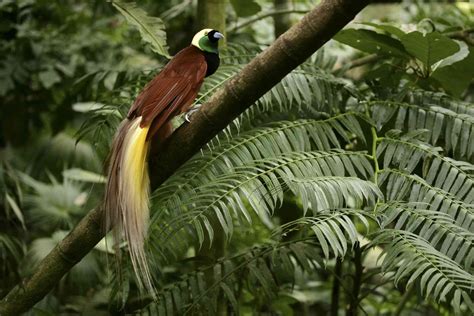 15 Birds With Spectacularly Fancy Tail Feathers