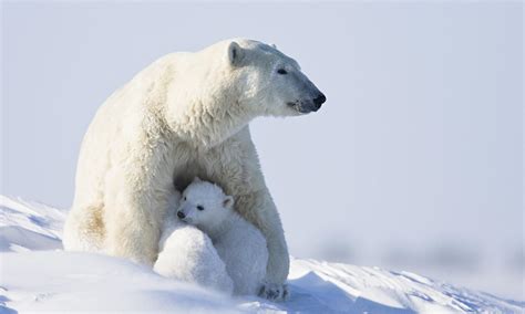 Fewer Polar Bear Cubs Are Being Born In The Arctic Islands Survey