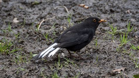 Blackbird Bangor © Rossographer Cc By Sa20 Geograph Britain And