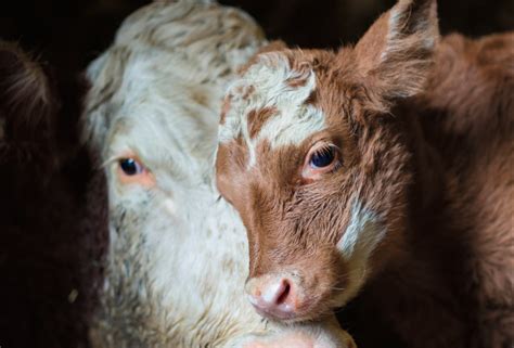 Kalf Bij De Koe Caring Vets