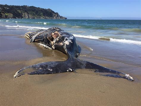Dead Humpback Whale Washes Ashore At San Franciscos Baker Beach