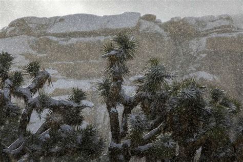 Joshua Tree Dusted In Rare Snow Making An Already Otherworldly