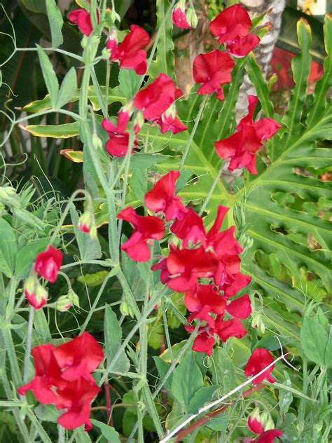 Red Snap Pea Flower 2007 Nenes Flower Ely Trinidad Flickr