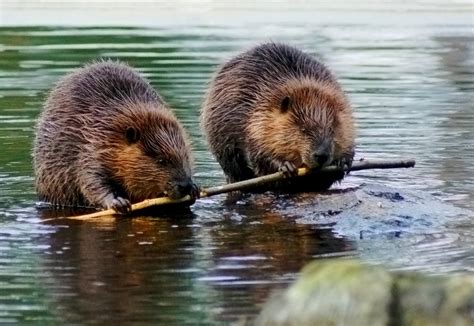 Beaver Believer How Massive Rodents Could Restore Landscapes And