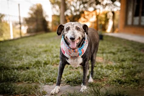 7 Reasons To Adopt A Senior Dog In Amesbury Ma Merrimac Valley