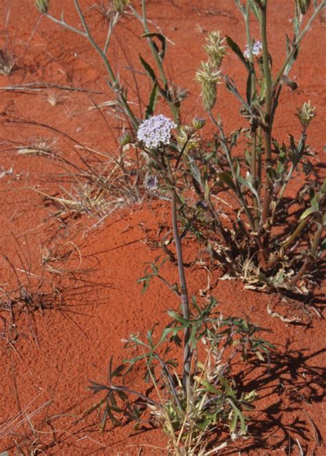 Australian Desert Plants Araliaceae