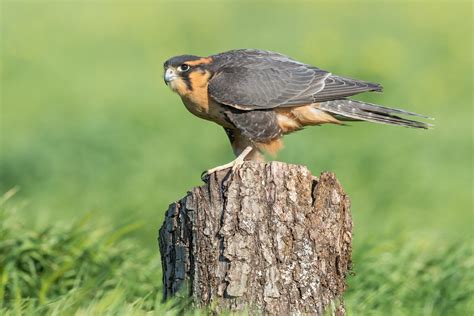 Meet The Raptors Amazing Birds Of Prey Birds And Blooms