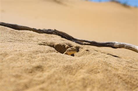 Premium Photo Toadhead Agama Lizard Near Its Burrow In The Sand Of
