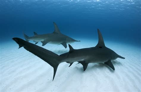 Pair Of Great Hammerhead Sharks Taken In Bimini The Bahamas Rsharks