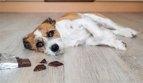What To Do If Your Canine Eats Chocolate Dwelling Treatment And