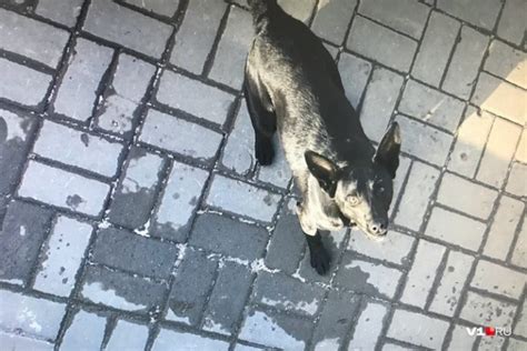 В Тюмени женщина перерезала горло собаке и выкинула ее на улицу умирать РосИнформ