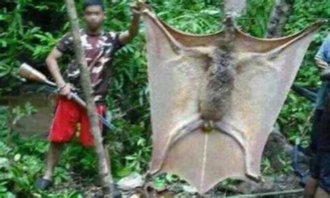 Philippines Bats Human Size Human Size Giant Bat Caught In Philippines Fact Check Heri Kusuma
