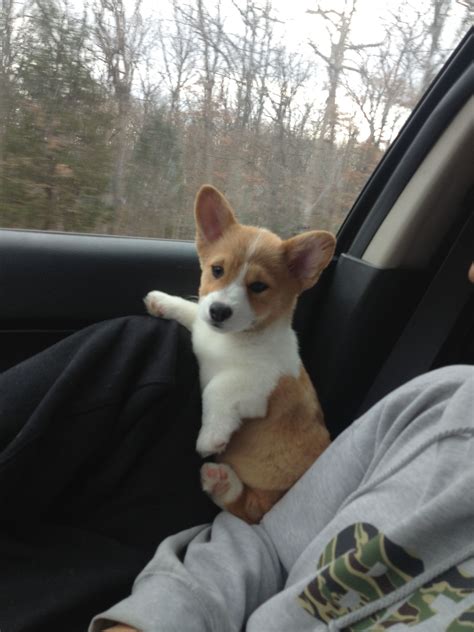 My Corgi Pup 10 Weeks Щенки корги Щенки Вельш корги