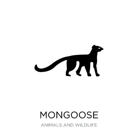 Pic Of Mongoose Pics Illustrations Royalty Free Vector Graphics And Clip