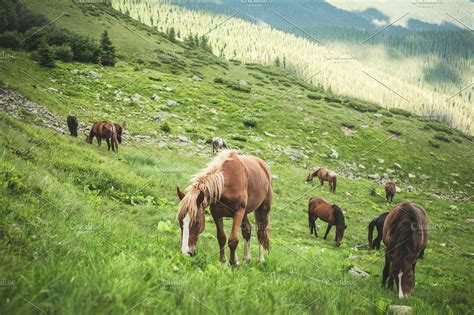 Horse Grazing In The Pasture High Quality Stock Photos Creative Market