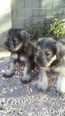 Top quality puppies that are home raised with lots of love and attention. Schnauzer Puppies for Sale in Glendale, Arizona Classified | AmericanListed.com