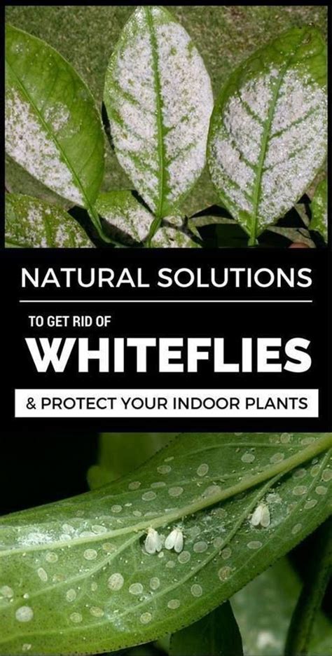 How To Get Rid Of Whiteflies In 2020 White Flies Plant Pests Plants