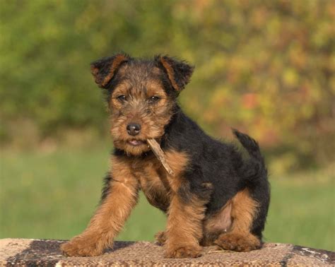 Welsh Terrier Dog Breed Characteristics And Care