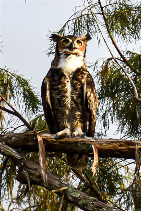 Great Horned Owl In All Its Finery In Boynton Beach Rflorida