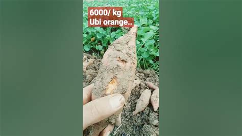 Panen Ubi Rambat Ll Ubi Orange 6000 Kg 💪💪 Shorts Fypシ゚viral
