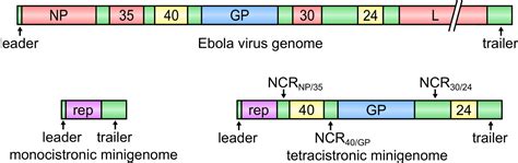 Posted 06 jan 2021 in pc games, request accepted. Modeling The Lifecycle Of Ebola Virus Under Biosafety ...