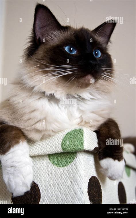 Seal Mitted Ragdoll Cat Stock Photo Alamy