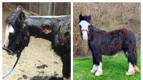 Pony Left With Horrific Neck Wound Looking For New Home After