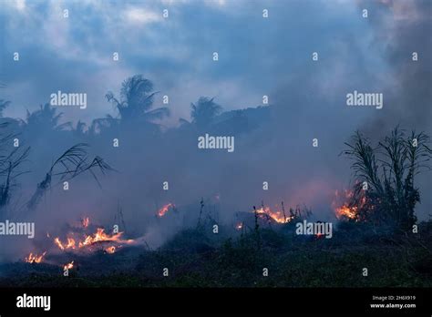 Forest Fire At Night Bushes Are Burning The Air Is Polluted With