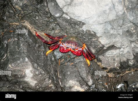 Atlantic Rock Crab Grapsus Grapsus Adscensionis Lying On A Rock