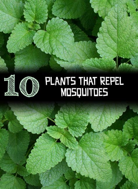 10 Plants That Repel Mosquitoes Gardening Season Mosquito Repelling