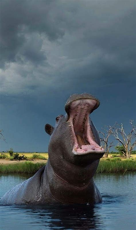 Animal Hippo Hd Wallpaper Peakpx