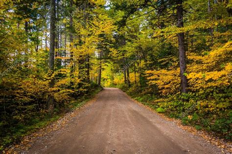 Autumn Color Along A Dirt Road In White Mountain National Forest