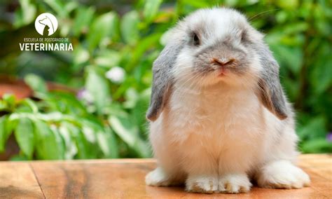 Razas De Conejos Y Sus Caracteristicas Principales Ep Veterinaria