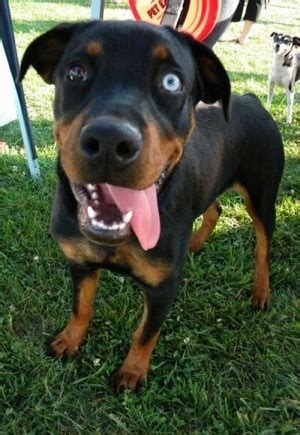 While it's not recommended to have two puppies at the same time, having two dogs—whether it's two older dogs, or an older dog and a puppy—at the same time comes with a boatload of benefits for having an older dog can make potty training your puppy way easier, too. Rottweiler Dog Breed Pictures, 1