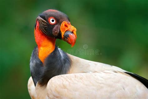 Red Orange Portrait Condor King Vulture Sarcoramphus Papa Large Bird