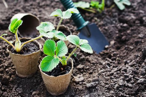 There are your usual suspects, those names that come to mind instantly when talking about. Home Garden: 8 Tips for Growing Vegetables at Home