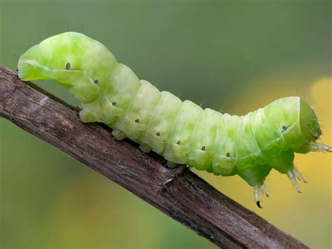 Budworms