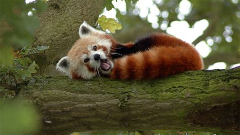 Download Wallpaper 1920x1080 Red Panda Branch Sleep Yawn Full Hd