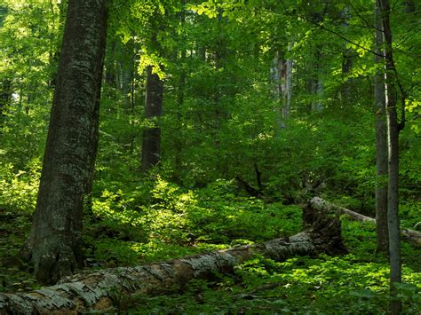 UNESCO and IUCN visit Romania's paradise forests - SaveParadiseForests