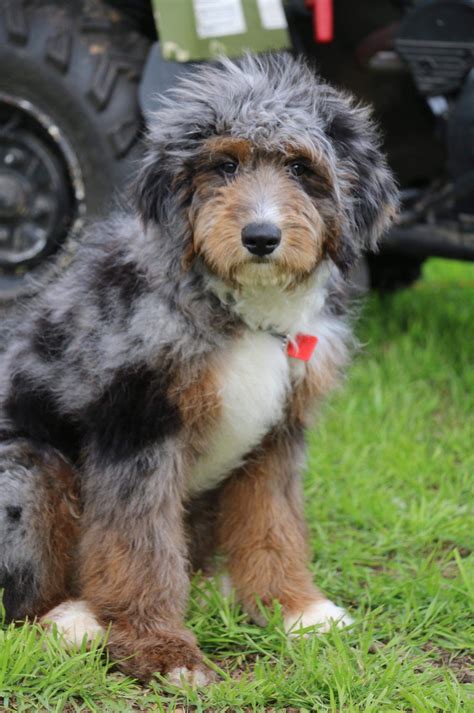 Johnny Merle Aussiedoodle Blue Merle Puppy Aussiedoodle Puppies