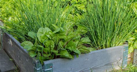 Four Steps To Create The Best Herb Garden Huffpost Life
