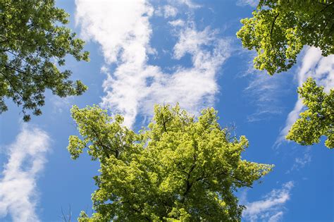 Free Images Tree Nature Forest Branch Cloud Sky Sunlight Leaf